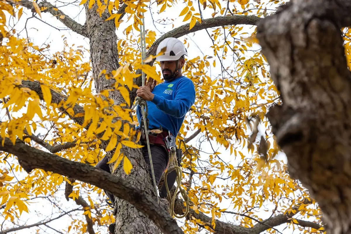 Skilled Tree Transplanting crew working in Merrill